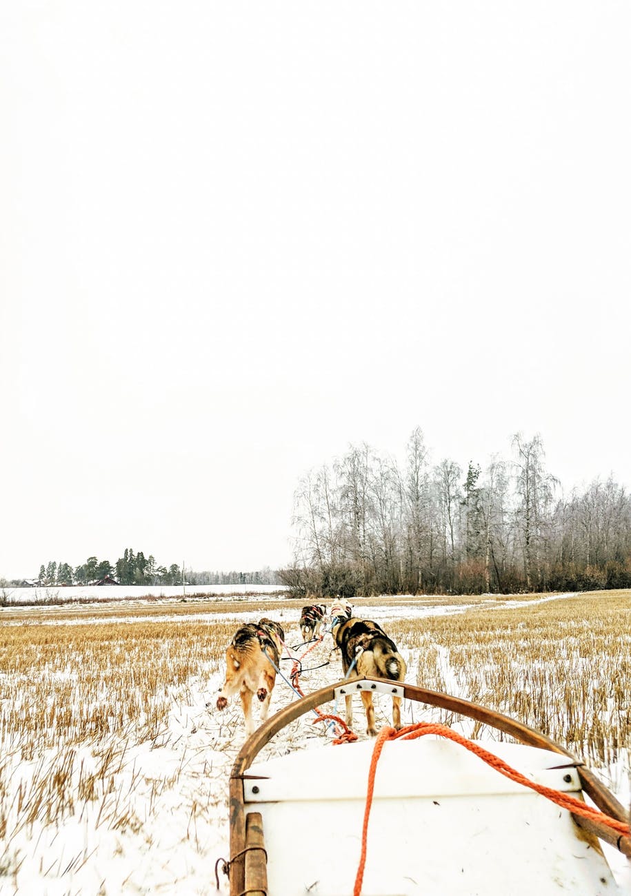 short coated black and brown dogs under white sky