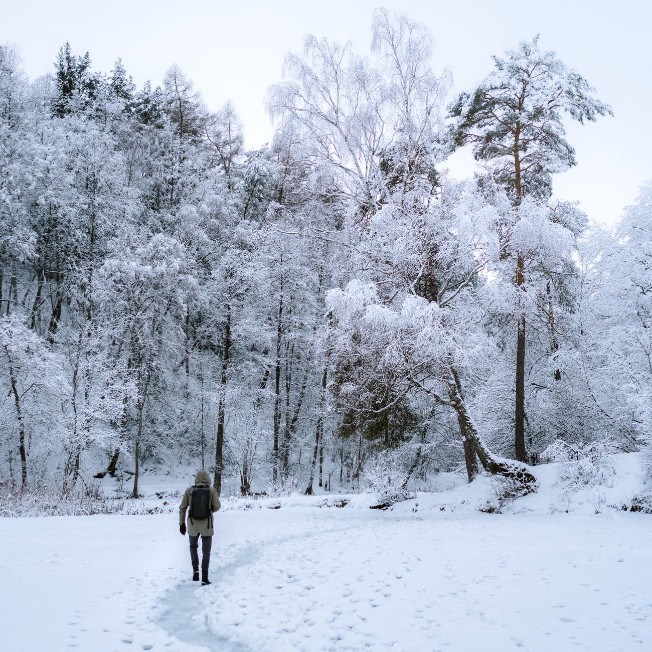 person walking towards trees covered by snow