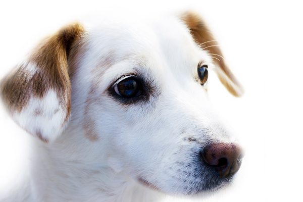 National Dog Day 2018