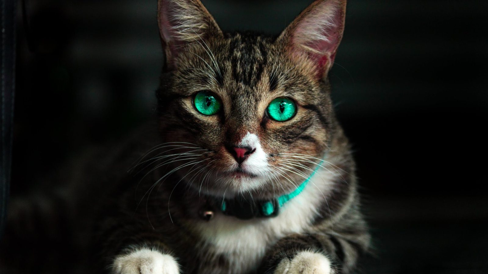 Cute Photography of Kittens and Ducklings by Amy Tyler